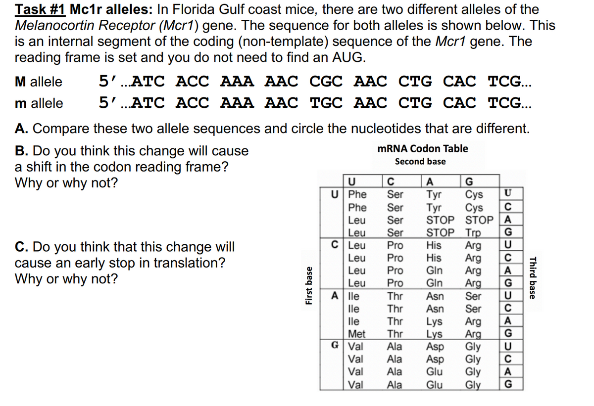 Task #1 Mc1r alleles: In Florida Gulf coast mice, there are two different alleles of the
Melanocortin Receptor (Mcr1) gene. The sequence for both alleles is shown below. This
is an internal segment of the coding (non-template) sequence of the Mcr1 gene. The
reading frame is set and you do not need to find an AUG.
M allele
m allele
5'...ATC ACC AAA AAC CGC AAC CTG CAC TCG...
5'...ATC ACC AAA AAC TGC AAC CTG CAC TCG...
A. Compare these two allele sequences and circle the nucleotides that are different.
B. Do you think this change will cause
mRNA Codon Table
Second base
a shift in the codon reading frame?
Why or why not?
C. Do you think that this change will
cause an early stop in translation?
Why or why not?
First base
U
U Phe
Phe
Leu
Leu
C Leu
Leu
Leu
Leu
A lle
lle
lle
Met
G Val
Val
Val
Val
C
Ser
Ser
Ser
Ser
Pro
A
G
Cys
Tyr Cys
STOP Trp
STOP STOP A
His Arg
Pro
His
Pro Gin
Pro Gin
Thr
Asn
Thr
Asn
Thr
Lys
Thr
Lys
Ala
Ala
Ala
Ala
Arg
Arg
Arg
Ser
Ser
Arg
Arg
Gly
Asp
Asp
Glu Gly
Glu
Gly
UUAGUUAGSUAGUUAG
Gly
C
C
А
C
А
C
А
Third base